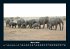 Elefanten - Die sanften Riesen Afrikas... - Bild 8