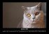 Für Katzenfreunde 2025 Fotokalender... - Bild 3