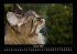 Für Katzenfreunde 2025 Fotokalender... - Bild 6