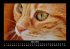 Für Katzenfreunde 2025 Fotokalender... - Bild 8