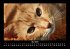 Für Katzenfreunde 2025 Fotokalender... - Bild 10