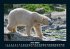 Pinguine & Eisbären 2025 Fotokalender... - Bild 11