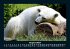 Pinguine & Eisbären 2025 Fotokalender... - Bild 13