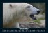 Pinguine & Eisbären 2025 Fotokalender... - Bild 3