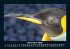 Pinguine & Eisbären 2025 Fotokalender... - Bild 4