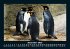 Pinguine & Eisbären 2025 Fotokalender... - Bild 5