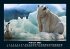 Pinguine & Eisbären 2025 Fotokalender... - Bild 7