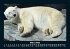Pinguine & Eisbären 2025 Fotokalender... - Bild 8