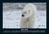 Pinguine & Eisbären 2025 Fotokalender... - Bild 9