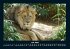 Löwen in der Wildnis 2025 Fotokalender... - Bild 12
