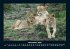 Löwen in der Wildnis 2025 Fotokalender... - Bild 4