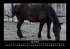 Welt der Pferde 2025 Fotokalender DIN A3 - Bild 9