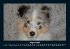 Welpen 2025 Fotokalender DIN A4 - Bild 13