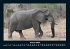Elefanten - Die sanften Riesen Afrikas... - Bild 6