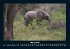 Elefanten - Die sanften Riesen Afrikas... - Bild 8