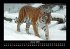 Tiger 2025 Fotokalender DIN A3 - Bild 6