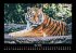 Tiger 2025 Fotokalender DIN A3 - Bild 10