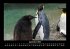 Pinguine & Eisbären 2025 Fotokalender... - Bild 2