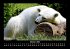 Pinguine & Eisbären 2025 Fotokalender... - Bild 3