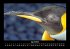 Pinguine & Eisbären 2025 Fotokalender... - Bild 9