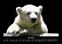 Pinguine & Eisbären 2025 Fotokalender... - Bild 10