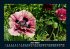 Blumenzauber 2025 Fotokalender DIN A5 - Bild 11