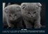 Für Katzenfreunde 2025 Fotokalender... - Bild 12