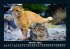 Für Katzenfreunde 2025 Fotokalender... - Bild 3