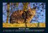 Für Katzenfreunde 2025 Fotokalender... - Bild 4