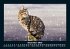 Für Katzenfreunde 2025 Fotokalender... - Bild 5