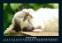 Für Katzenfreunde 2025 Fotokalender... - Bild 6