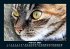 Für Katzenfreunde 2025 Fotokalender... - Bild 7