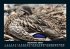 Enten 2025 Fotokalender DIN A5 - Bild 2