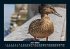 Enten 2025 Fotokalender DIN A5 - Bild 11