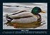 Enten 2025 Fotokalender DIN A5 - Bild 8