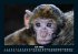 Tiere in der Wildnis 2025 Fotokalender... - Bild 12