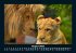 Tiere in der Wildnis 2025 Fotokalender... - Bild 13