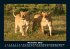 Tiere in der Wildnis 2025 Fotokalender... - Bild 4