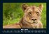 Tiere in der Wildnis 2025 Fotokalender... - Bild 8