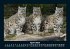 Tiere in der Wildnis 2025 Fotokalender... - Bild 9