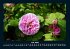 Blumenzauber 2025 Fotokalender DIN A4 - Bild 12