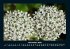 Blumenzauber 2025 Fotokalender DIN A4 - Bild 4