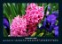 Blumenzauber 2025 Fotokalender DIN A4 - Bild 5