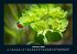 Blumenzauber 2025 Fotokalender DIN A4 - Bild 7