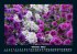 Blumenkalender 2025 Fotokalender DIN A5 - Bild 3