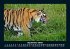 Tiger 2025 Fotokalender DIN A5 - Bild 2