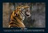 Tiger 2025 Fotokalender DIN A5 - Bild 11