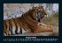 Tiger 2025 Fotokalender DIN A5 - Bild 13