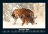 Tiger 2025 Fotokalender DIN A5 - Bild 5