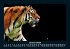 Tiger 2025 Fotokalender DIN A5 - Bild 6